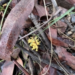 Ramaria sp. at Jacka, ACT - 2 Jun 2022 11:58 AM