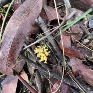 Ramaria sp. (genus) at Jacka, ACT - 2 Jun 2022 11:58 AM