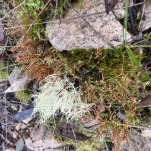 Usnea sp. (genus) at Bonner, ACT - 2 Jun 2022