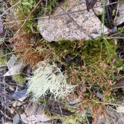 Usnea sp. (genus) (Bearded lichen) at Bonner, ACT - 2 Jun 2022 by SimoneC