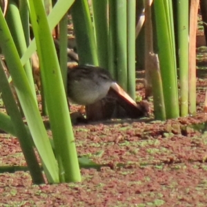 Poodytes gramineus at Fyshwick, ACT - 2 Jun 2022