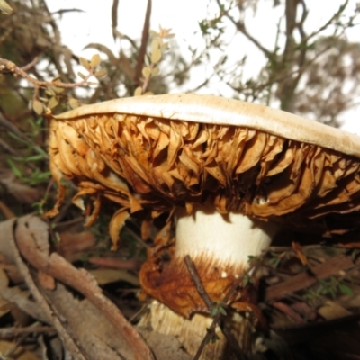 Austrocortinarius australiensis at Stromlo, ACT - 29 May 2022 by Christine