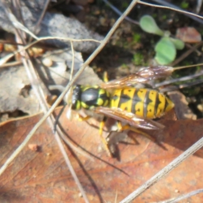 Vespula germanica (German Yellowjacket Wasp (also known as European Wasp)) at Yarrow, NSW - 29 May 2022 by Christine
