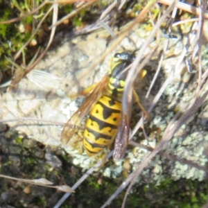 Vespula germanica at Yarrow, NSW - 29 May 2022