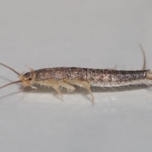 Lepismatidae (family) at Evatt, ACT - 2 Jun 2022