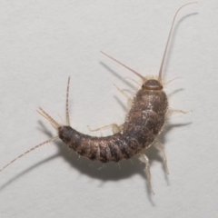 Lepismatidae (family) at Evatt, ACT - 2 Jun 2022