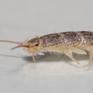 Lepismatidae (family) at Evatt, ACT - 2 Jun 2022 10:57 AM