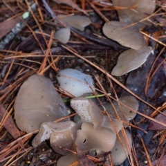 Unverified Other fungus at Penrose, NSW - 24 May 2022 by Aussiegall