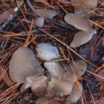 Unidentified Other fungus at Penrose, NSW - 24 May 2022 by Aussiegall