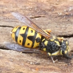 Vespula germanica (German Yellowjacket Wasp (also known as European Wasp)) at Borough, NSW - 2 Jun 2022 by Paul4K