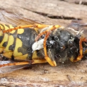 Vespula germanica at Borough, NSW - 2 Jun 2022