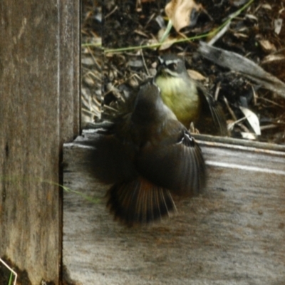 Sericornis frontalis (White-browed Scrubwren) at Aranda, ACT - 2 Jun 2022 by KMcCue