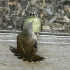 Sericornis frontalis at Aranda, ACT - 2 Jun 2022