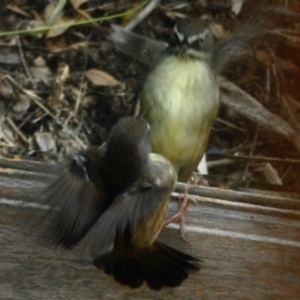 Sericornis frontalis at Aranda, ACT - 2 Jun 2022