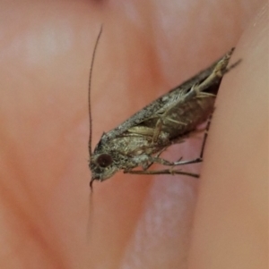 Gnathifera eurybias at Molonglo Valley, ACT - 8 Apr 2022