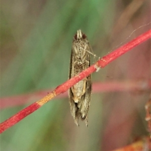 Gnathifera eurybias at Molonglo Valley, ACT - 8 Apr 2022