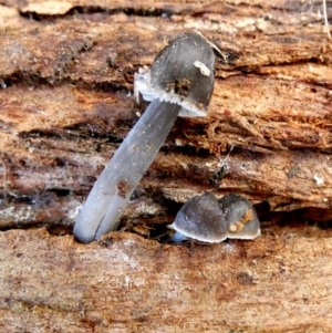 Mycena sp. at Karabar, NSW - suppressed