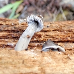 Mycena sp. at Karabar, NSW - suppressed