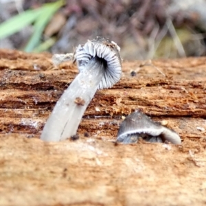 Mycena sp. at Karabar, NSW - suppressed