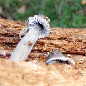 Mycena sp. at Karabar, NSW - suppressed