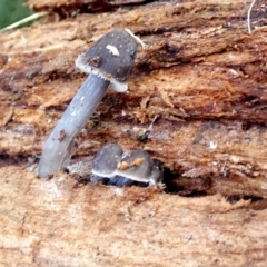 Mycena sp. at Karabar, NSW - suppressed