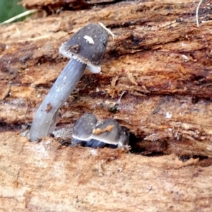 Mycena sp. at Karabar, NSW - suppressed