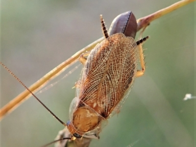 Balta spuria (A Balta Cockroach) at Cook, ACT - 12 Apr 2022 by CathB