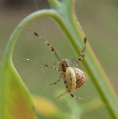 Theridiidae (family) (Comb-footed spider) at Aranda, ACT - 25 Apr 2022 by CathB