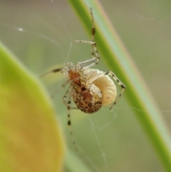 Theridiidae (family) at Aranda, ACT - 25 Apr 2022 03:37 PM