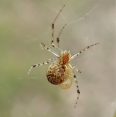 Theridiidae (family) at Aranda, ACT - 25 Apr 2022 03:37 PM