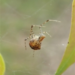 Theridiidae (family) at Aranda, ACT - 25 Apr 2022 03:37 PM