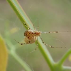 Theridiidae (family) at Aranda, ACT - 25 Apr 2022 03:37 PM