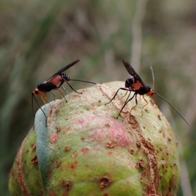 Braconidae (family) (Unidentified braconid wasp) at Aranda Bushland - 20 May 2022 by CathB