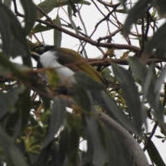 Entomyzon cyanotis (Blue-faced Honeyeater) at Mungo Brush, NSW - 3 Jun 2022 by GlossyGal