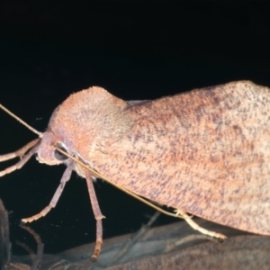 Fisera (genus) at Ainslie, ACT - 14 May 2022 09:55 PM