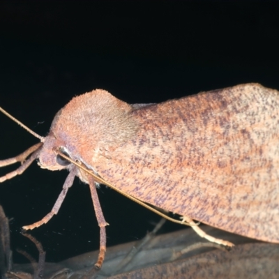 Fisera (genus) (Unidentified Fisera moths) at Ainslie, ACT - 14 May 2022 by jb2602