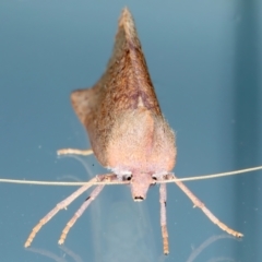 Fisera (genus) at Ainslie, ACT - 14 May 2022 09:55 PM