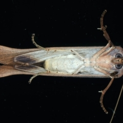 Fisera (genus) at Ainslie, ACT - 14 May 2022 09:55 PM