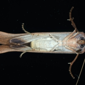 Fisera (genus) at Ainslie, ACT - 14 May 2022 09:55 PM