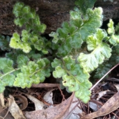 Asplenium subglandulosum (Blanket Fern) at Cooma, NSW - 3 Jun 2022 by mahargiani