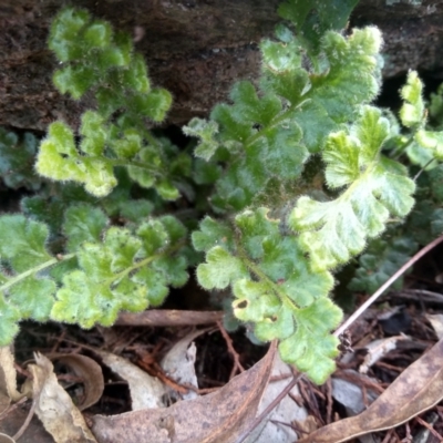 Pleurosorus rutifolius (Blanket Fern) at Cooma, NSW - 3 Jun 2022 by mahargiani