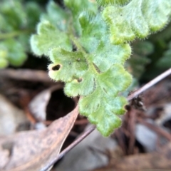 Asplenium subglandulosum at Cooma, NSW - 3 Jun 2022 02:44 PM