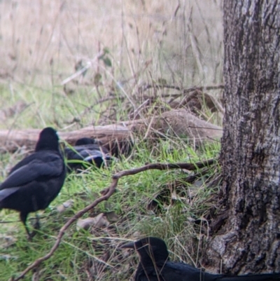 Corcorax melanorhamphos (White-winged Chough) at West Wodonga, VIC - 3 Jun 2022 by Darcy