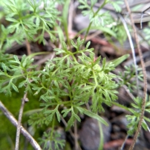 Cotula australis at Cooma, NSW - 3 Jun 2022