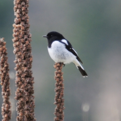 Melanodryas cucullata (Hooded Robin) at Booth, ACT - 3 Jun 2022 by Harrisi