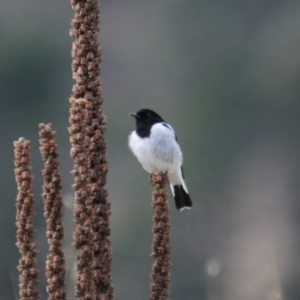 Melanodryas cucullata at Booth, ACT - 3 Jun 2022