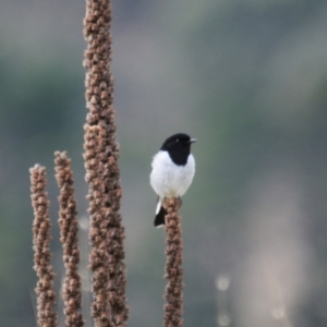 Melanodryas cucullata at Booth, ACT - 3 Jun 2022