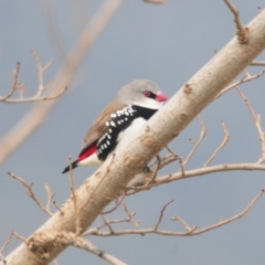 Stagonopleura guttata (Diamond Firetail) at Booth, ACT - 3 Jun 2022 by Harrisi