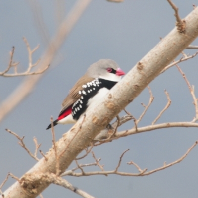 Stagonopleura guttata (Diamond Firetail) at Booth, ACT - 3 Jun 2022 by Harrisi