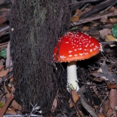 Amanita muscaria (Fly Agaric) at Acton, ACT - 3 Jun 2022 by TimL